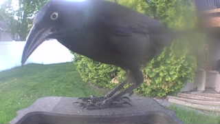 common grackle