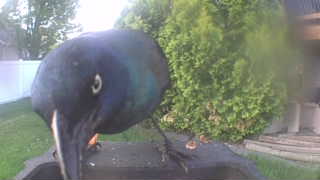 common grackle