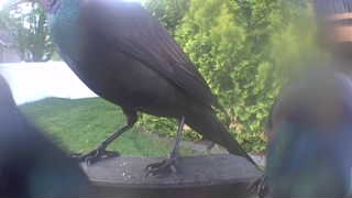european starling
