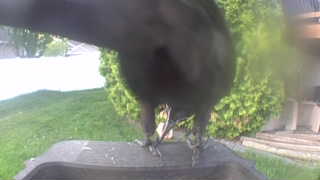 american crow