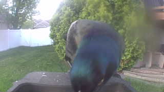 mallard