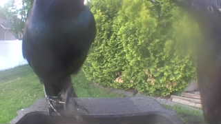 common grackle