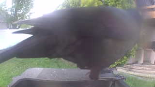 american crow