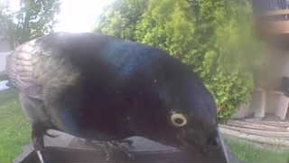 common grackle