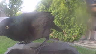 common grackle