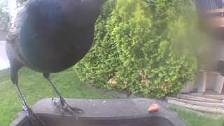 american crow