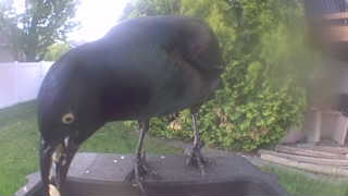common grackle