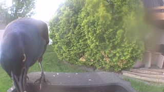 common grackle