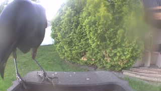 american crow