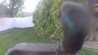 common grackle