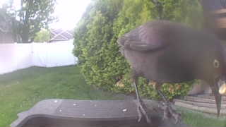 common grackle