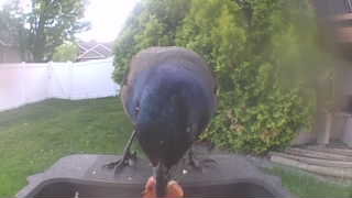 common grackle