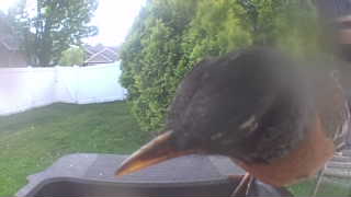 american robin