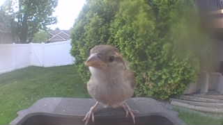 house sparrow