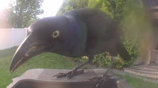 common grackle