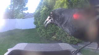 american crow