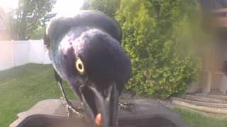 common grackle