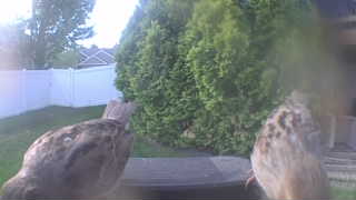 house sparrow