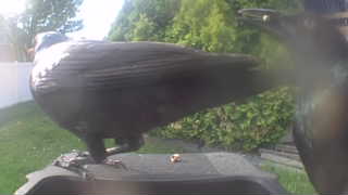 european starling