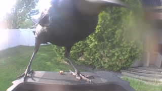 american crow