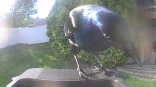 common grackle