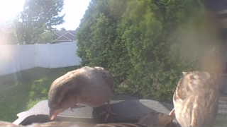mourning dove
