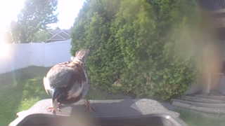 american robin