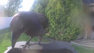 american crow