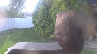 red-tailed hawk