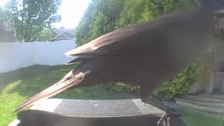common grackle