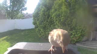 mourning dove