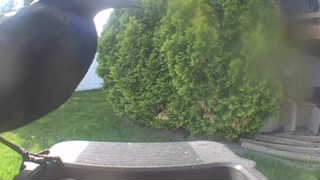 american crow