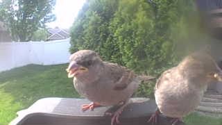 house sparrow