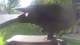 american crow