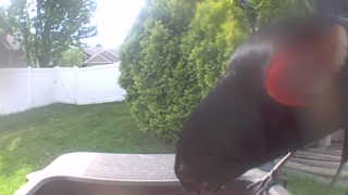 common grackle