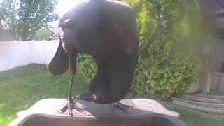 common grackle