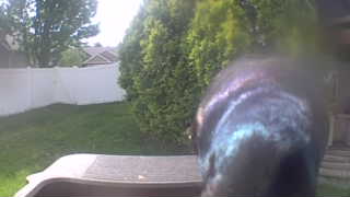 common pigeon