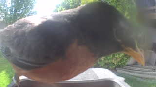 american robin