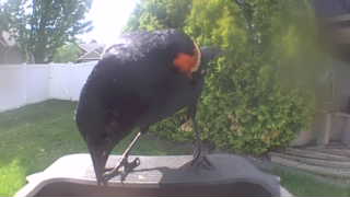 red-winged blackbird