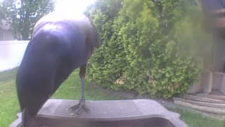 common grackle