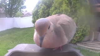 mourning dove