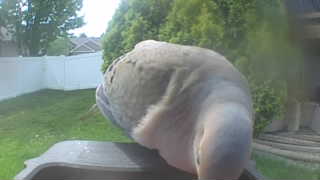 mourning dove