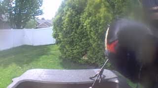 Unidentified clip