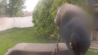 common grackle