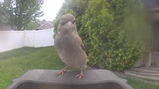 house sparrow