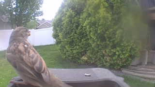 house sparrow