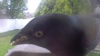 common grackle