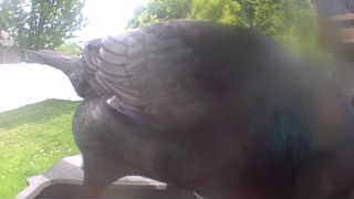 common grackle