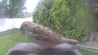 house sparrow