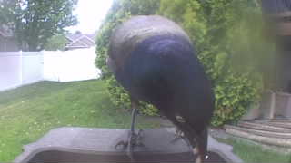 common grackle